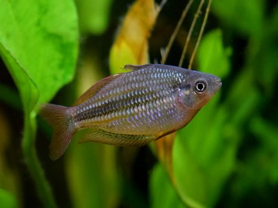 Melanotaenia Rainbowfish