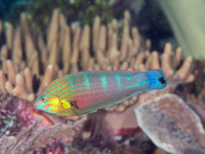 Melanurus Wrasse