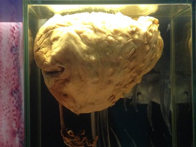 Melbourne Anglerfish