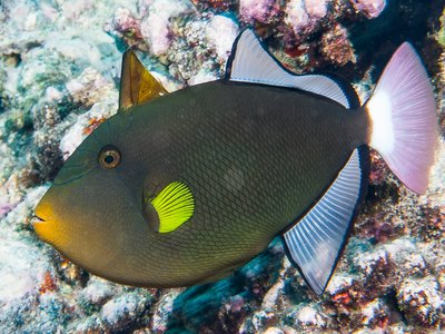Melichthys Triggerfish