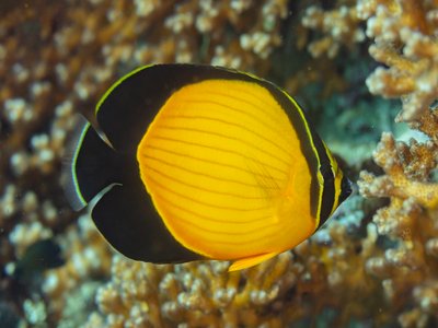 Melon Butterflyfish