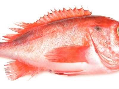 Mentella Redfish