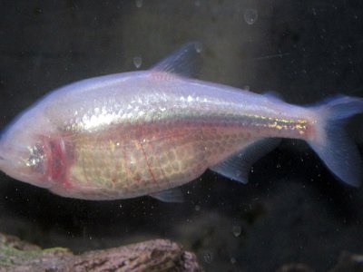 Mexican Blind Cavefish