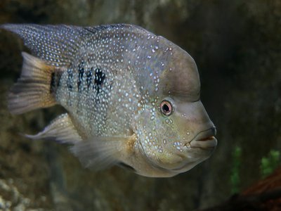 Mexican Cichlid