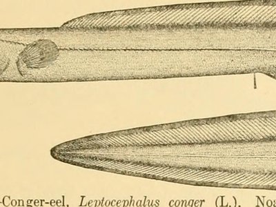 Mexican Conger Eel