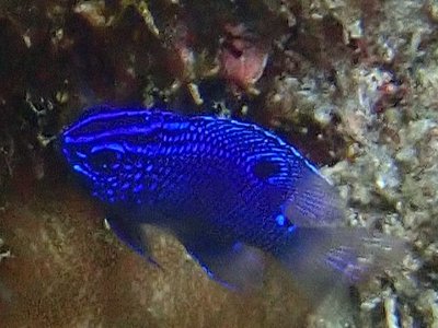 Mexican Damselfish