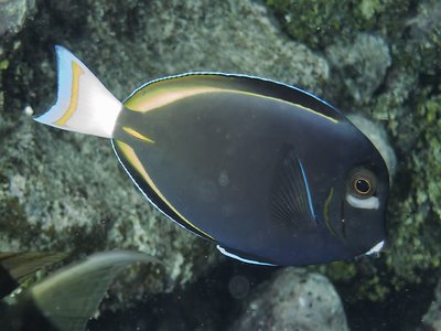 Micronesian Surgeonfish