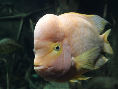 Midas Cichlid