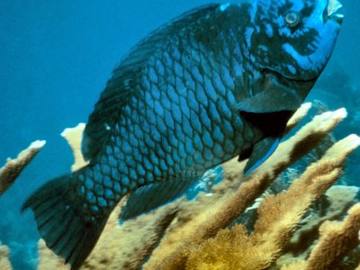 Midnight Parrotfish