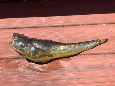 Midshipman Fish