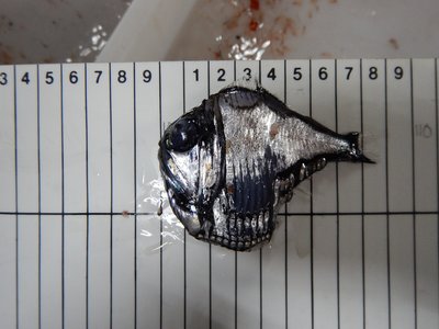 Midwater Hatchetfish