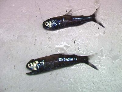 Midwater Lanternfish