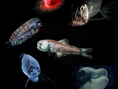 Midwater Viperfish