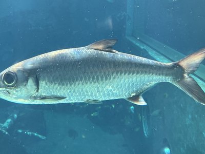Milkfish