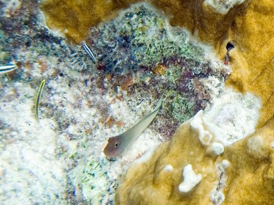 Millepora Blenny