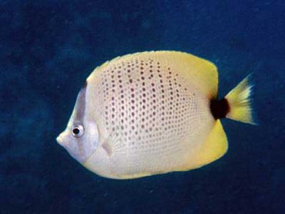 Millet Butterflyfish