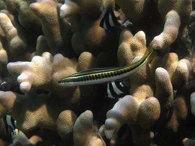 Mimic Blenny