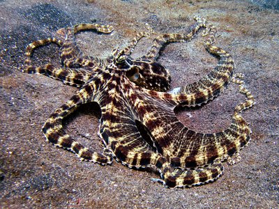 Mimic Octopus