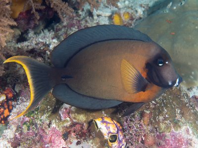 Mimic Surgeonfish