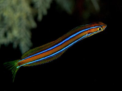 Mimic Wrasse