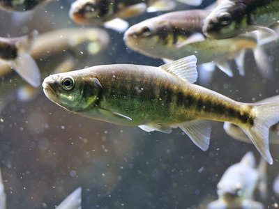 Minnow