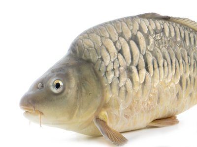 Mirror Carp