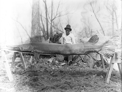 Mississippi Alligator Gar