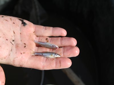 Missouri Chub