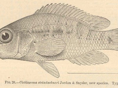 Mojarra