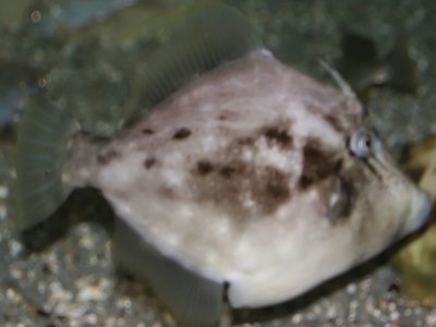 Monacanthidae Triggerfish