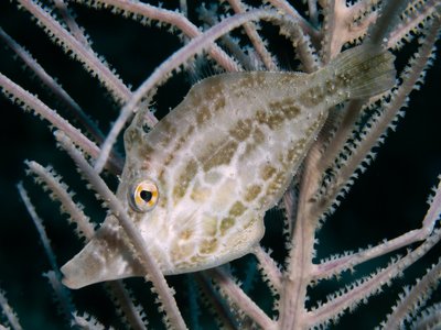 Monacanthus Filefish