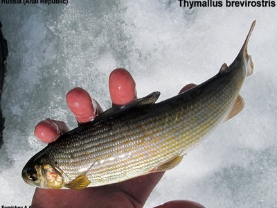 Mongolian Grayling