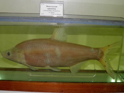 Mongolian Redfin