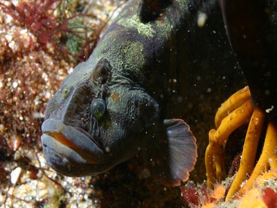 Monkeyface Prickleback