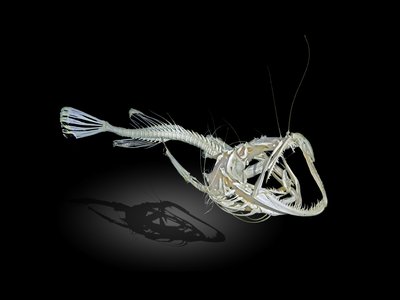 Monkfish