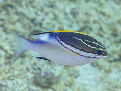 Monocle Bream