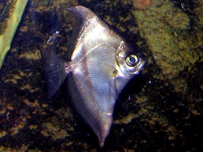 Monodactylus Sebae