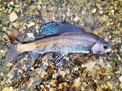 Montana Arctic Grayling
