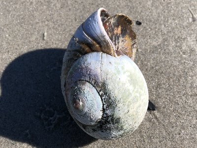 Moon snail