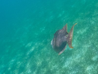Moon Triggerfish