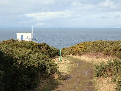 Moray Cod