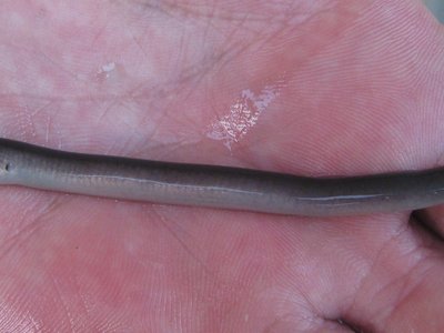 Mordacia Lamprey