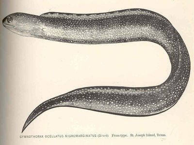 Morena Eel