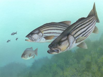 Morone Bass