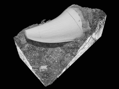 Mosasaur Tooth