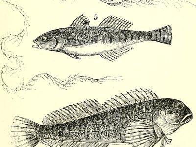 Moss Blenny