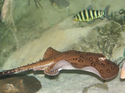 Motoro Ray