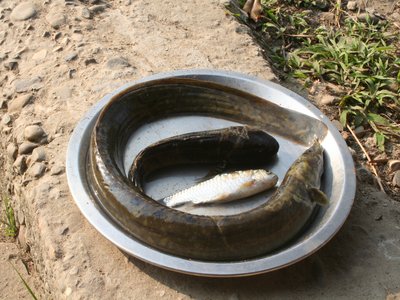 Mottled Eel