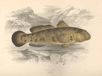 Mottled Goby