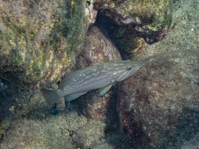 Mottled Grouper